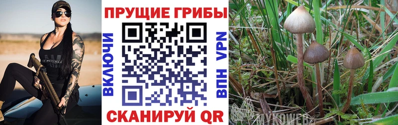 Галлюциногенные грибы Psilocybe  гидра зеркало  Кологрив 